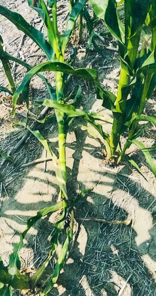 seed V cracked back open after planting, causing cornstalk to fall down